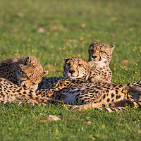 Buy canvas prints of Cheetah family portrait in Spring sunset S Africa by Childa Santrucek