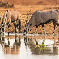 Buy canvas prints of Oryx antelope drinking at the waterhole by Childa Santrucek