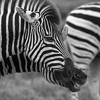Buy canvas prints of Zebras communicating with each other in the wild  by Childa Santrucek