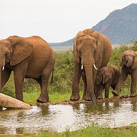 Buy canvas prints of Elephant recreational time at the waterhole  by Childa Santrucek