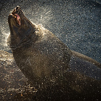 Buy canvas prints of Harbour seal drying off in the setting sun by Childa Santrucek