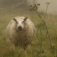 Buy canvas prints of Sheep in the mist  by Claire West