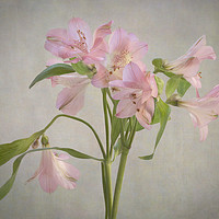 Buy canvas prints of Peruvian Lily by Denis O’ Reilly