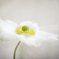 Buy canvas prints of Anemone by Denis O’ Reilly