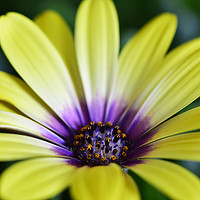 Buy canvas prints of Osteospermum in yellow by Glyn Williams