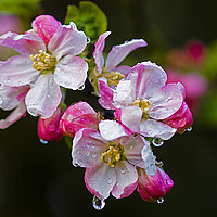 Buy canvas prints of Apple blossom after a rain shower. by Glyn Williams