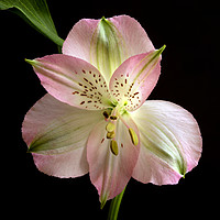 Buy canvas prints of Alstroemeria in pink by Glyn Williams