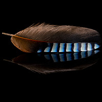 Buy canvas prints of Jay Feather by Glyn Williams