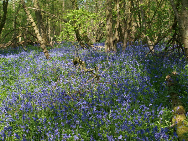 The Bluebells Picture Board by Simon Hill