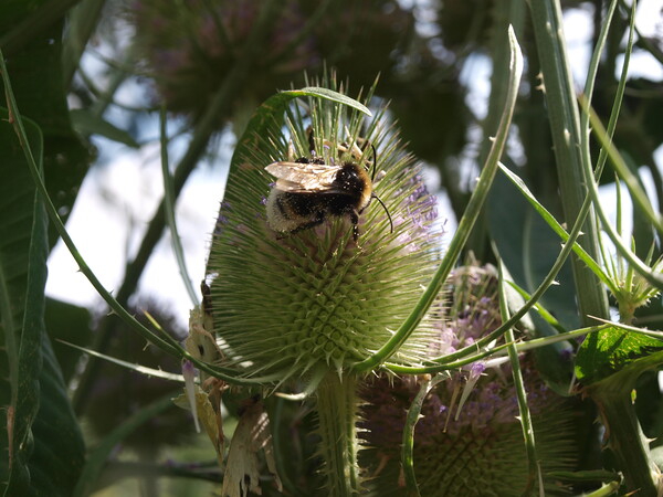 Bee on a Teasel Picture Board by Simon Hill