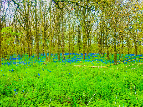 Enchanting Bluebell Forest Picture Board by Simon Hill