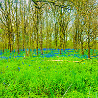 Buy canvas prints of Enchanting Bluebell Forest by Simon Hill