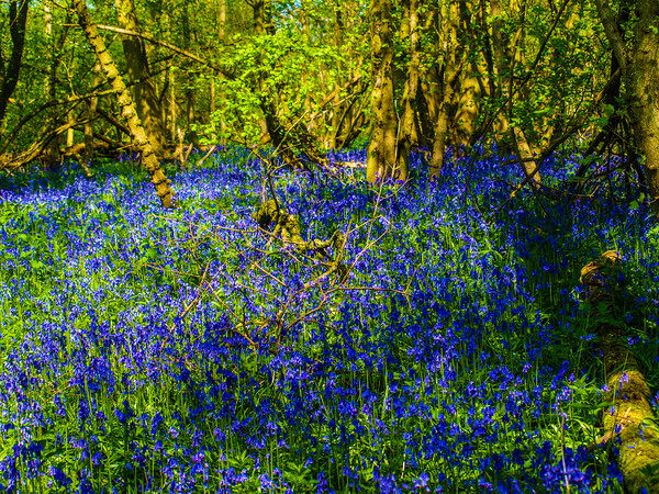 Enchanting Bluebell Haven Picture Board by Simon Hill