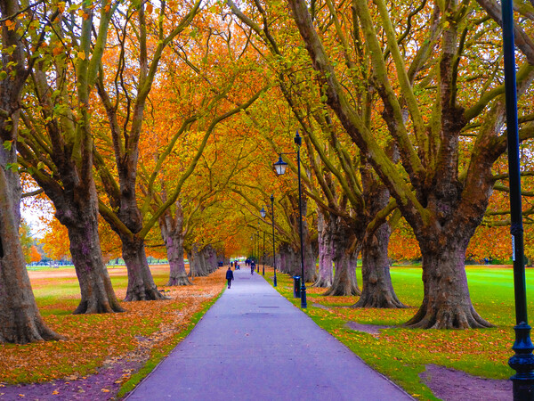 Ethereal Autumn Avenue Picture Board by Simon Hill