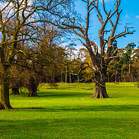 Buy canvas prints of The Trees at Old Warden  by Simon Hill