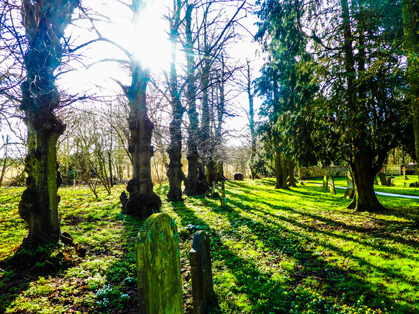 Trees in a Churchyard of St Marys Picture Board by Simon Hill