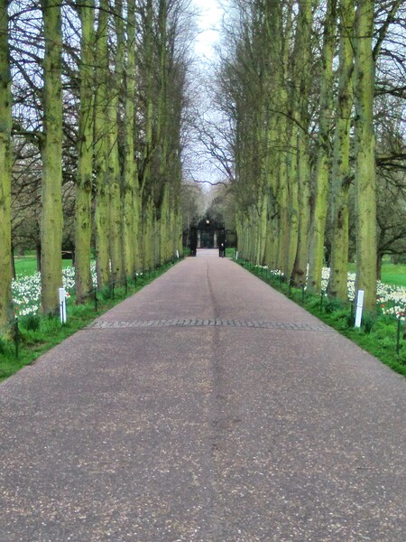 Avenue of Trees Picture Board by Simon Hill
