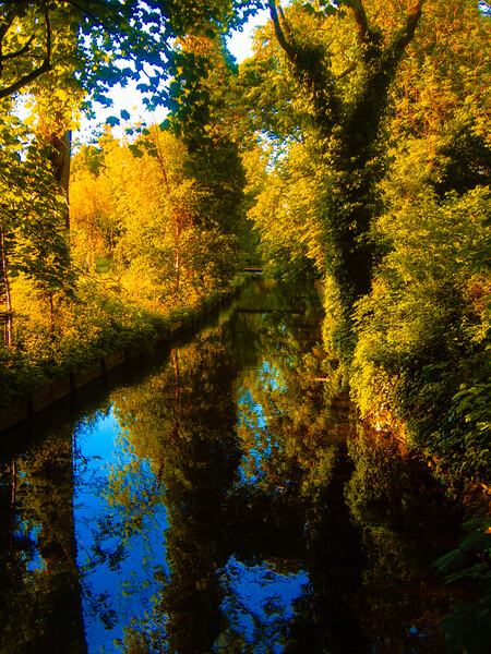 Trees near a stream Picture Board by Simon Hill