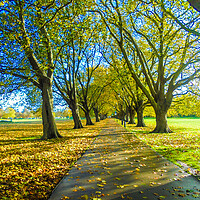 Buy canvas prints of Avenue of Trees by Simon Hill