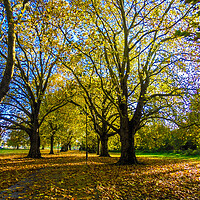 Buy canvas prints of Jesus Green Trees by Simon Hill
