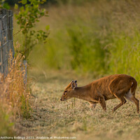 Buy canvas prints of Young Muntjac by Peter Anthony Rollings