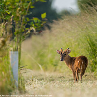 Buy canvas prints of Young Muntjac by Peter Anthony Rollings