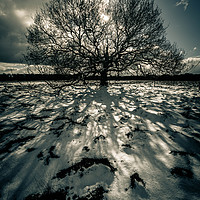 Buy canvas prints of Shadows in the Snow by Peter Anthony Rollings