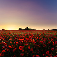 Buy canvas prints of Poppy Heaven by Peter Anthony Rollings