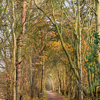 Buy canvas prints of Autumn Avenue by Peter Anthony Rollings