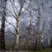 Buy canvas prints of Frost in the Birches by Peter Anthony Rollings