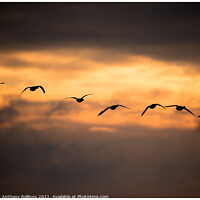 Buy canvas prints of Breaking Geese by Peter Anthony Rollings