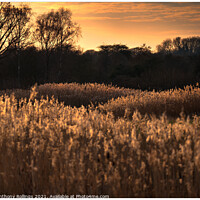 Buy canvas prints of Last light over the Reeds by Peter Anthony Rollings