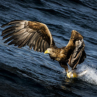 Buy canvas prints of Sea-Eagle Freija by Frank Heumann