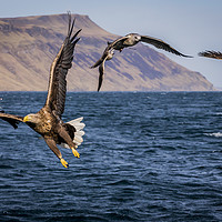 Buy canvas prints of Portree Eagle by Frank Heumann