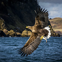 Buy canvas prints of White-tailed Sea-Eagle by Frank Heumann