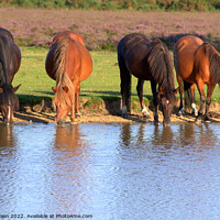 Buy canvas prints of Watering Hole by Nick Keown