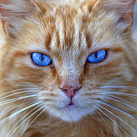 Buy canvas prints of Street Cat Conil Spain by Nick Keown