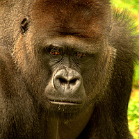 Buy canvas prints of Gorilla by Nick Keown