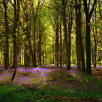 Buy canvas prints of Bluebell Wood  by Nick Keown