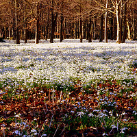 Buy canvas prints of Snowdrops by Nick Keown