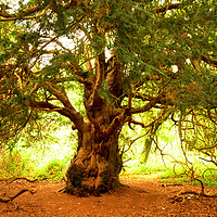 Buy canvas prints of Yew Tree by Nick Keown