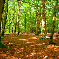 Buy canvas prints of The New Forest Hampshire by Nick Keown