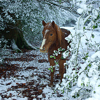 Buy canvas prints of New Forest Pony by Nick Keown