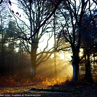 Buy canvas prints of Forest Light by Nick Keown