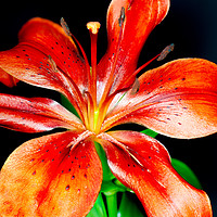 Buy canvas prints of Bright Red Lily        by Tony Swain