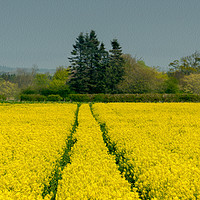 Buy canvas prints of Field of Rapeseed by Tony Swain