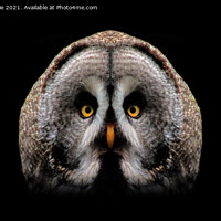 Buy canvas prints of The Great Grey Owl by Ross McNeillie