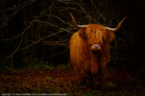Wild Highland Cows CloseUp Picture Board by Ross McNeillie