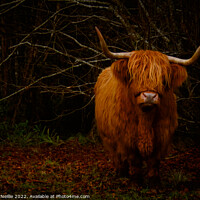 Buy canvas prints of Wild Highland Cows CloseUp by Ross McNeillie