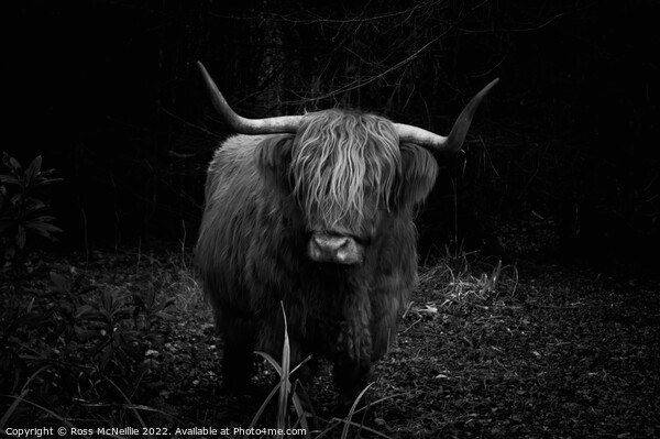 Highland Cow in the Forest Picture Board by Ross McNeillie